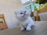 Blh Ny33 Kedimiz Yeni Ailesini Arıyor