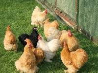 Buff cüce cochin kuluçkalık yumurta ve anaç bulunur