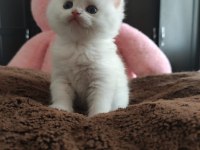 Golden point safkan british shorthair bebekler