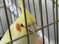 8 Aylık Sultan Papağanı Kafesi Ve Malzemeleriyle