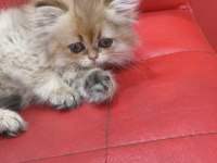 British Longhair Golden Point