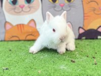 Cüce tavşan yavrular