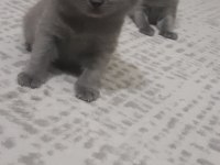 2 Gri British Longhair 40 Günlük