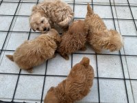 Sevimli Maltipoo Yavrularımız Yeni Ailelerini Bekliyor