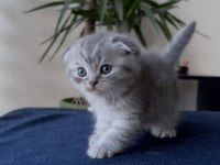 Premium Scottish Ve British Yavruları 45 Günlük