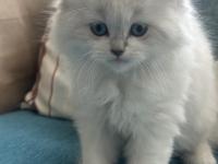 1.5 Aylık Mavi Gözlü British Longhair Yavru
