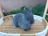 Hollanda Cüce Safkan Bir Aylık Tavşan Yavruları