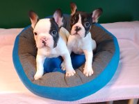 Biblo gibi french bulldog yavrularımız