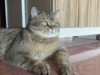 British Shorthair Kedimiz