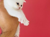 Kar Beyaz British Shorthair Erkek