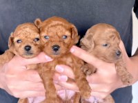 Kore kan poodle bebeklerimiz