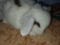 Teddy Lop Tavşanı Yavrular
