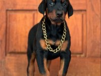 Efsane Doberman Köpeği Bebekler