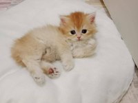 British longhair golden bu 12