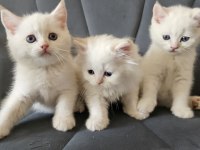 Scottish straight erkek bebeklerim