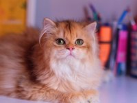 Safkan şecereli ny 12 erkek british longhair