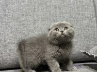 Gri scottish fold yavrular