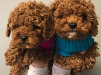 Irk garantili toy poodle yavruları