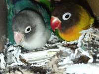 El Besleme Yavru Cennet Papağanımız