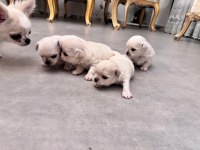 2 Aylık Sevimli Ve Eğitimli Chihuahua Yavrular