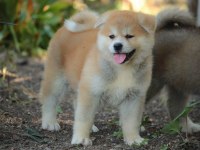 Japon Akita İnu Yavruları