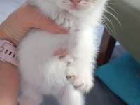 2 Aylık Sağlıklı Scottish Kediler