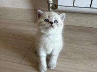 British Shorthair Yavrularımız