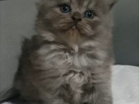 British Longhair Erkek Yavru