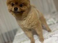 Pomeranian boo köpeğimize dişi arıyoruz