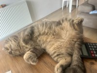 British Shorthair Kedimiz Ceyar