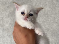 A Kalite British Yavrularımız Yeni Yuvalarına Kavuşmayı Bekliyor