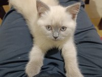 2 Aylık British Blue Point Yavru Kediler