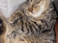 Dost Canlısı Erkek Avrupa Kedisi 6 Aylık