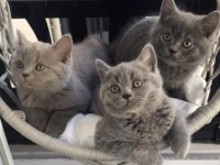 50 günlük british shorthair yavrular