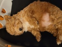 Sahibinden 2.5 Aylık Dişi Maltipoo