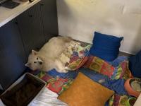 Samoyed yavruları rezerveye açıktır