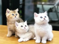 British shorthair sevimli yavrular