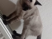 Siyam kedisi erkek 4 aylık