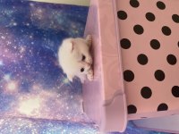 Scottish fold bebişler sahiplerini bekliyor