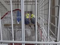 Çift rainbow muhabbet kuşu