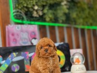 Orjinal Toy Poodle Yavrular