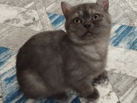 5 Aylık Teslime Hazır Erkek Yavru Kediler