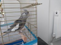 Sultan papağanı 7 aylık