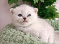 Safkan Sağlıklı British Yavrularım