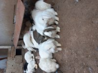 Hollanda Lop Tavşanlar