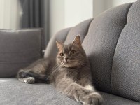 Kedimizi Ücretsiz Sahiplendiriyoruz