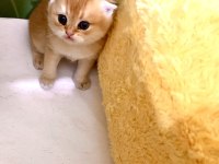 Safkan Golden Ny11 Yeşil Gözlü Sarışın Erkek Scottish Bebek