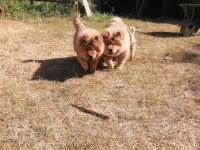 Üreticiden Çin Aslanı Chow Chow Bebekler