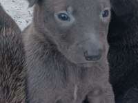 Sağlam Kan Belçika Malinois Yavruları