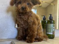 7 Aylık Teacup Teddy Dişi Poodle